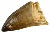 Fossil Mosasaur (Thalassotitan) Tooth - Morocco #345114-1